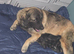 Caucasian shepherd x puppies