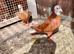 Afghan and Iranian pigeon (plz read description before you drop msg)