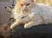 Ragdoll boy for rehoming