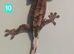 Cappuccino juvenile Crested geckos