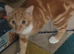 2 male kittens very friendly