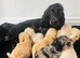 F1 cockapoo puppies