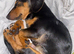 Woody miniature dachshund