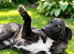 MEET JEMMI – A GENTLE GIRL WHO JUST NEEDS A LITTLE TIME