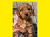 5 x Red Cockapoo Girls For Sale