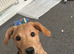 Belle labradoodle