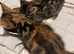 Beautiful kittens