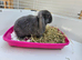 Mini lop baby bunnys