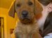 Beautiful Labrador puppies