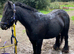 12.2 cob mare