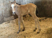 Welsh d x cob buckskin filly