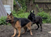 German shepherd & Dutch herder