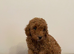 Toy poodle