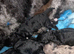 Health tested miniature poodle puppies