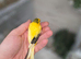 Irish fansy  &  raza canaries