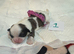 9 purebred Shih Tzu puppies are looking for new, loving homes.
