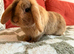 Beautiful mini lop boy looking for his forever home