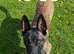 Malinois for sale
