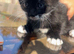 Kittens for sale
