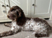 Stunning Cockapoo Dog