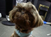 Beautiful imperial Shihtzu male 6 months