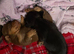 7 miniature dachshunds
