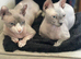 Champion Line Sphynx kittens.