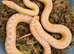 San Diego Gopher snakes. Adult Breeding Albino San Diego Gopher Snakes