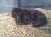 Mini lops ready to reserve