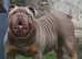 English bulldog