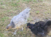 Silkie x serama