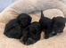 5 beautiful shihpoo puppies
