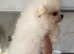 SNOW WIHTE POMERANIAN FOR SALE