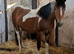 Nf cross warmblood/cob 3 year old filly