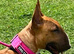 1yr old red bull terrier bitch