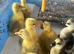 Embden and Chinese goslings hatched 1/6/26