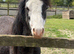Welsh section a colt