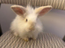 Angora mini lion lop mixed breed