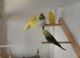 2 budgies for sale.