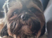 Shih tzu Puppies from 20.06.26