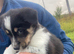 Fantastic collie pups for sale