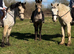 14H 5Yo Dun Gelding All Rounder Type