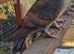 Bronze racing pigeons
