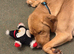 Looking for a Labrador not really fussy about colour nor whether even a Girl or a boy !