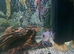Black Shark and other sharks