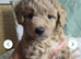 READY TO RESERVE - CAVAPOOCHON LITTER