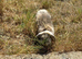 French lop buck rabbit for sale
