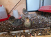 quails chicks 4 to 6 week old around 30 left