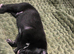 Whippet puppies for sale