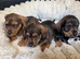 Schnoxie pups ,